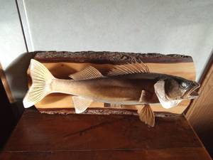 lot 35 image: Walleye mount caught in Milacs lake opener 1985