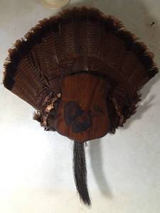 lot 36 image: A fan of turkey feathers with beard