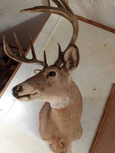 lot 38 image: 10pt Buck shoulder head mount