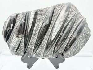 lot 15 image: Orthocerus plate 1.7 kilo3 lb. 11 oz.