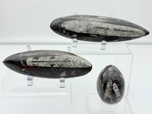 lot 86 image: Orthocerus Fossil Polished Lot of 3 272 gm.9.6 oz.