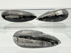 lot 157 image: Orthocerus Fossil Lot of 3  272gm9.6oz