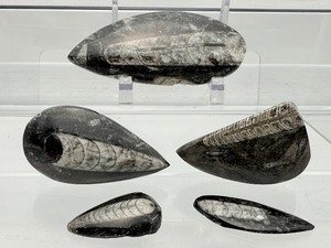 lot 200 image: Orthocerus Fossil Lot of 5 205 gm.7.2 oz.