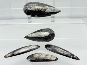 lot 255 image: Orthocerus Fossil Lot of 5 205gm7.2oz.