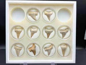 lot 10 image: Fossil Shark Teeth (box of 10)