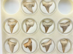 lot 10 image: Fossil Shark Teeth (box of 10)