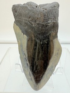 Megalodon tooth-186 gms, 6.6 ounces
