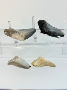 lot 44 image: Megalodon teeth 4 in lot 91 gm3.2 oz.