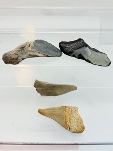 lot 44 image: Megalodon teeth 4 in lot 91 gm3.2 oz.