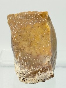 lot 295 image: Large Palm Wood Fossil Chunk 311gm11oz.