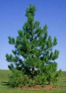 lot 75 image: Red Pine 6