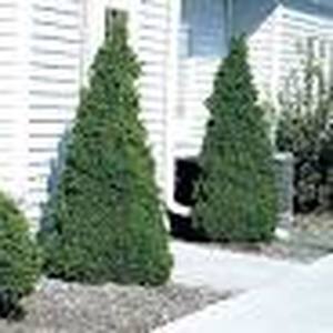 lot 62 image: Holmstrup Arborvitae 5-6