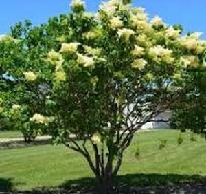 lot 57 image: Japanese Lilac Clump 8