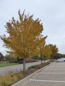 lot 42 image: State Street Maple 2.5