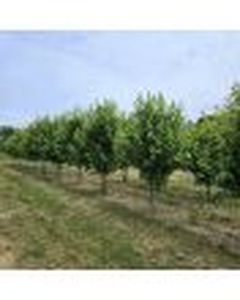 lot 49 image: Autumn Blaze Clump Maples - 12-14 tall