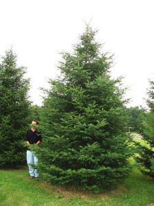 lot 95 image: Meyers Spruce 6 - 7