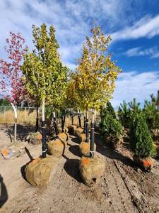 lot 38 image: State Street Maple 2.5