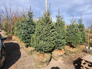 lot 90 image: Meyers Spruce 6 - 7