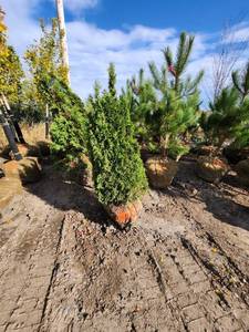 lot 63 image: Holmstrup Arborvitae 5-6