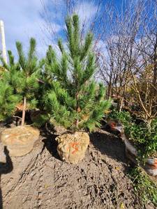 lot 65 image: Red Pine 6