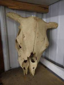 lot 379 image: Buffalo Skull
