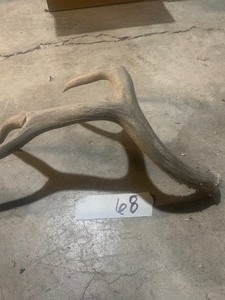 lot 68 image: Antler