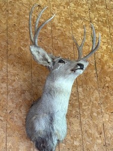 lot 75 image: Whitetail Shoulder Mount
