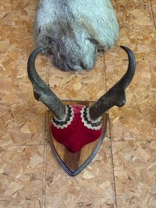 lot 76 image: Antelope Mount