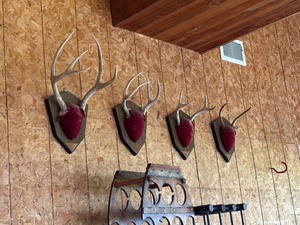 lot 77 image: 5 Whitetail Antler Mounts