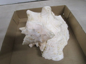 lot 76 image: Large Conch Shell
