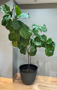 lot 10 image: FLR - Large Fiddle Leaf Fig Plant in Textured Pot