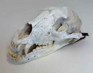 Complete and Tagged Bear Skull