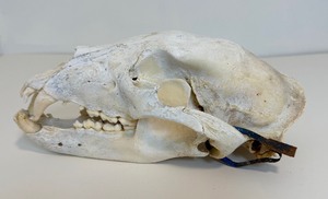 Complete and Tagged Bear Skull