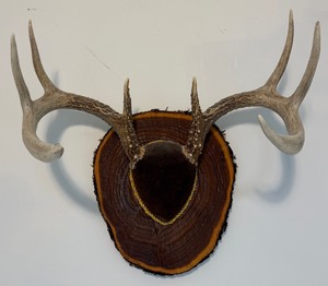 lot 9 image: Antler Mount 1