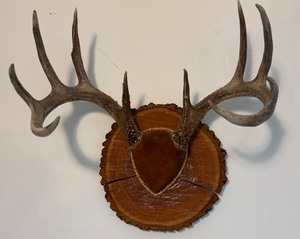 lot 10 image: Antler Mount 2