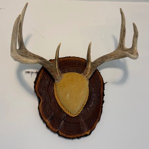 lot 11 image: Antler mount 3