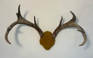 lot 12 image: Antler Mount 4
