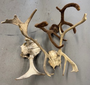 lot 30 image: Lot of Animal Shed and Skull Cap