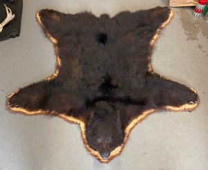 lot 31 image: BEAUTIFUL  5 12 foot Taxidermy Black Bear Rug 