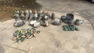 lot 393 image: Large Collection of Duck Hunting Decoys Mixed Sizes and Styles