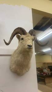 lot 261 image: Taxidermy Dall Sheep Ram Wall Mount