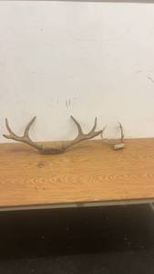 lot 264 image: Set of 2 Deer Antler Mounts