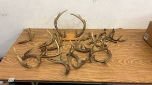 lot 341 image: Collection of Deer Antler Sheds
