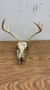lot 355 image: Whitetail Deer Skull with Antlers