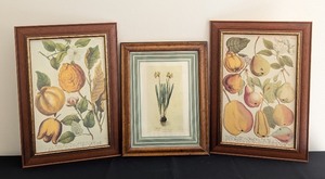 lot 229 image: ML - Set of 3 Framed Botanical Prints with Wood Frames