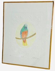 Vintage Jennifer Berringer Etching and Watercolor Parrot Print #115400  23 14 x 17 78 x 18 18  NO GLASS, THIN PLASTIC  SHEATH