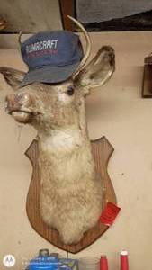 lot 146 image: Vintage Deer Shoulder Mount Taxidermy on Plaque with Alumacraft Cap