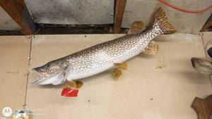 lot 147 image: Large Taxidermy Northern Pike Wall Mount