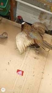 lot 148 image: Mounted Pheasant Taxidermy Wall Display