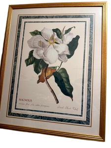lot 146 image: Framed Botanical Print Magnolia (Hand. Hort. Chelf)